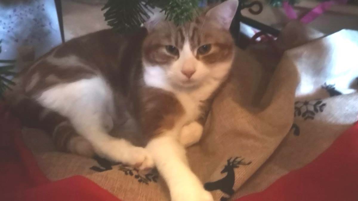 Missing kitten Max