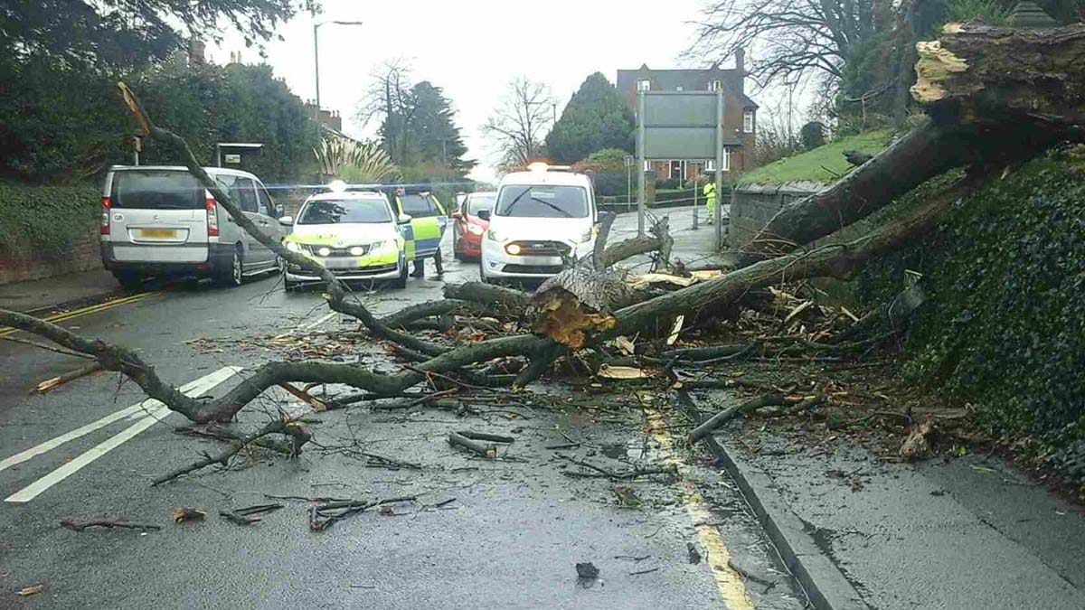 The fallen tree in Lichfield