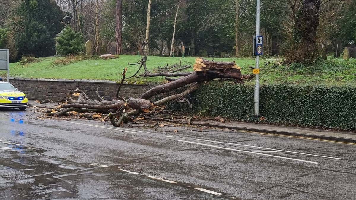The fallen tree at St Michael's Church