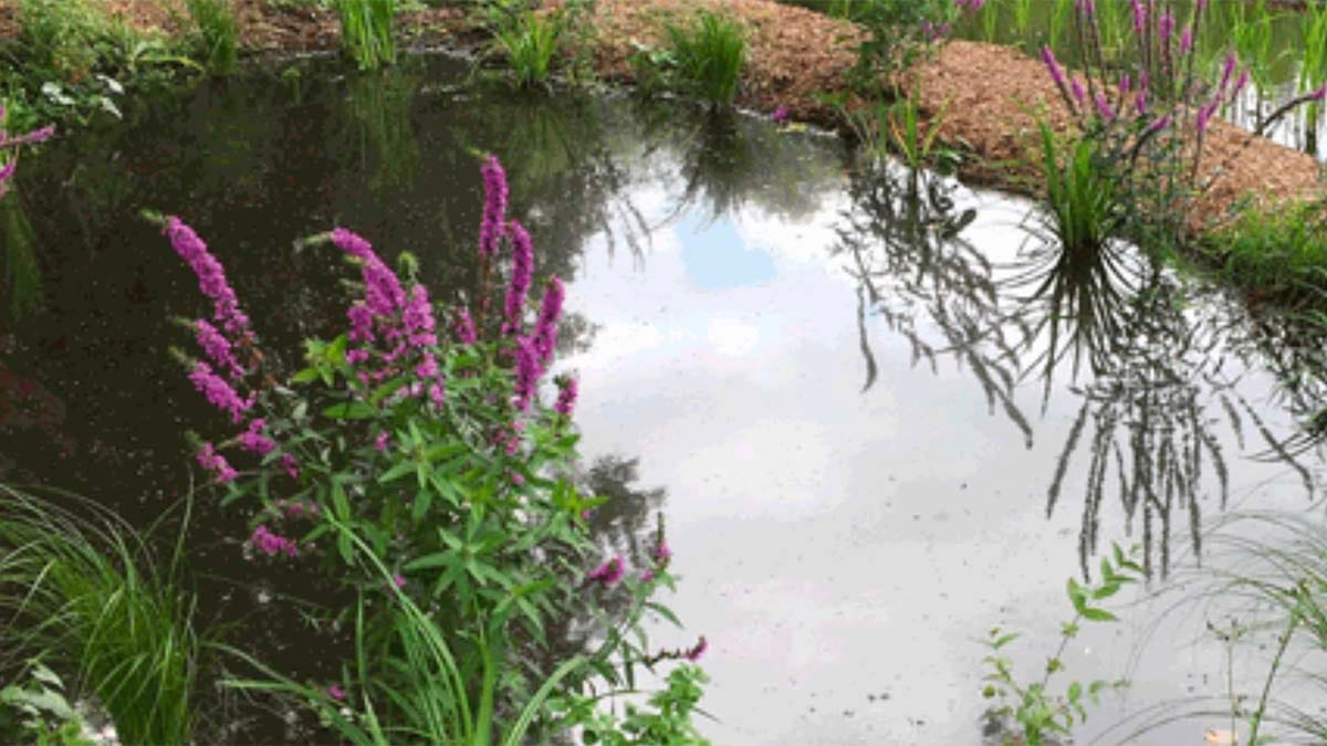 Water green space