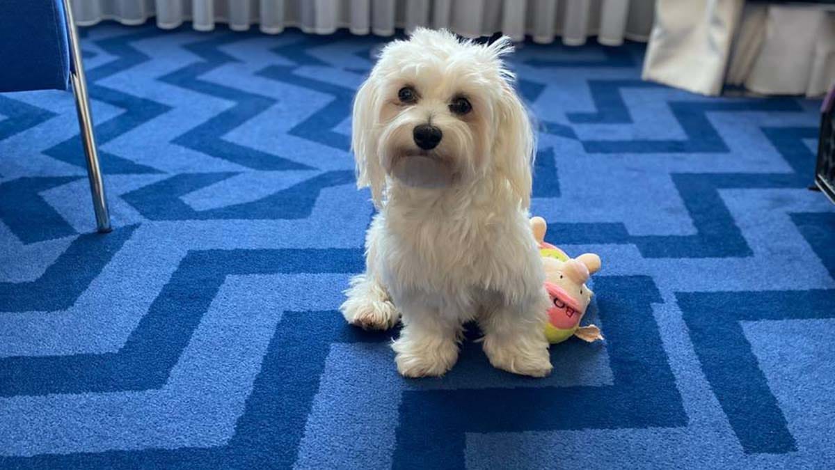 Lui the dog who was fleeing with his owners from Ukraine