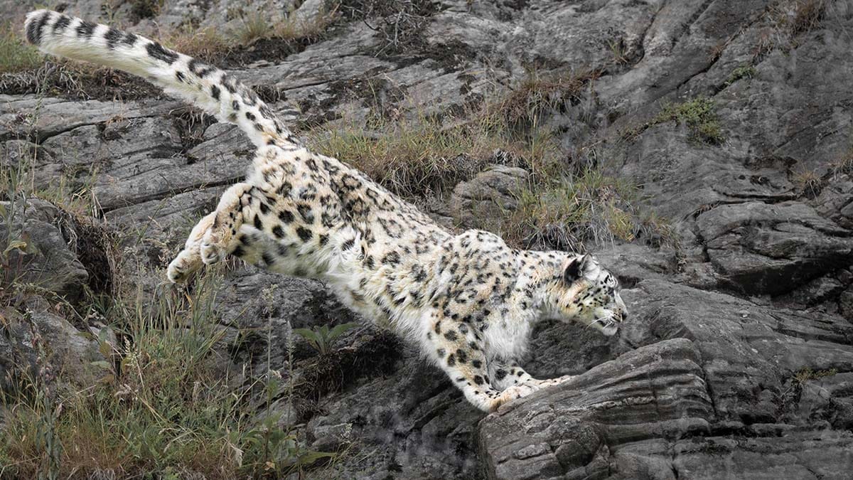 Snow Leopard by Susan Freeman