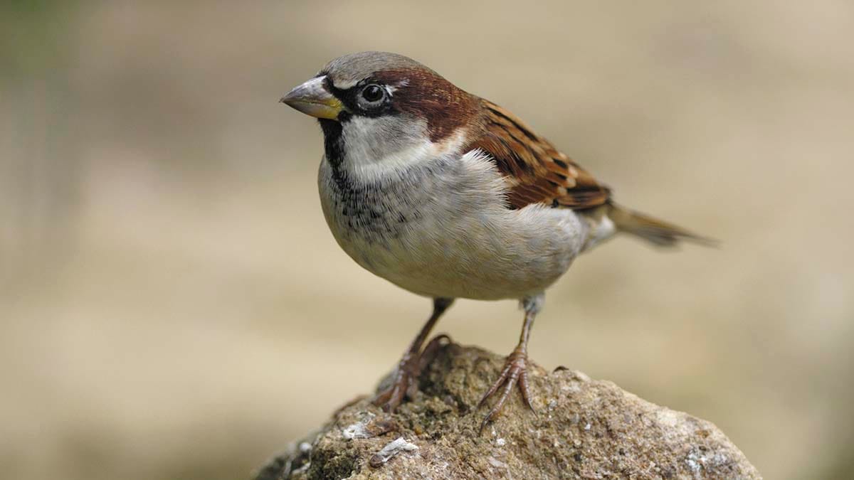 Sparrow
