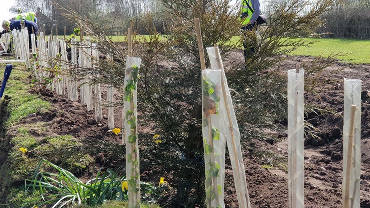 A Lichfield Canal hedging project supported by South Staffs Water's PEBBLE fund