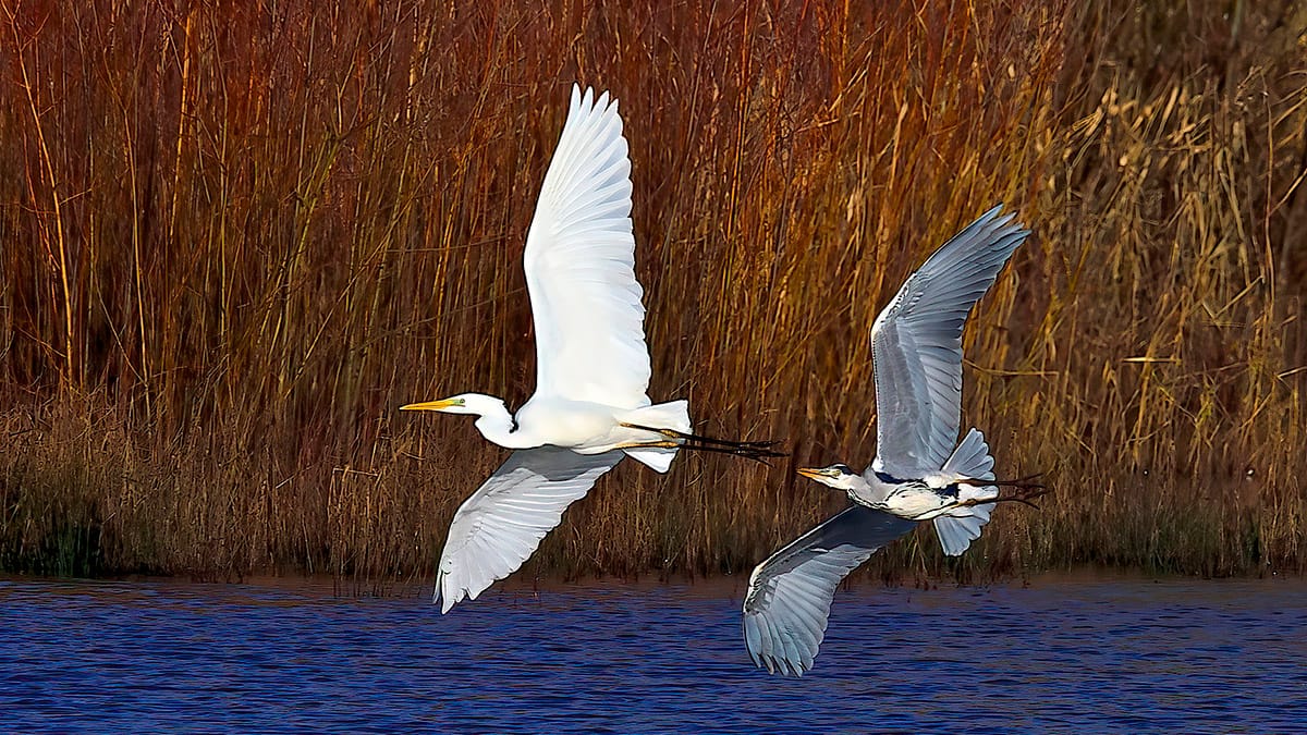 Rob Bendelow's winning image