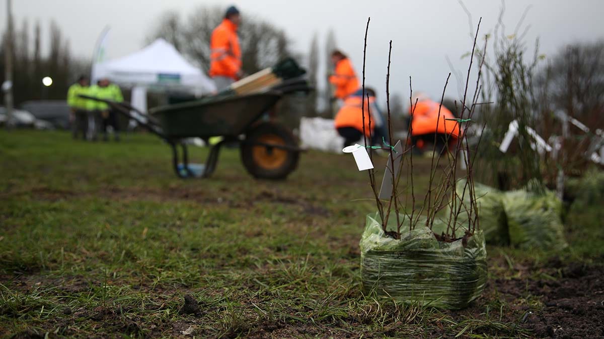 A Tiny Forest planting day