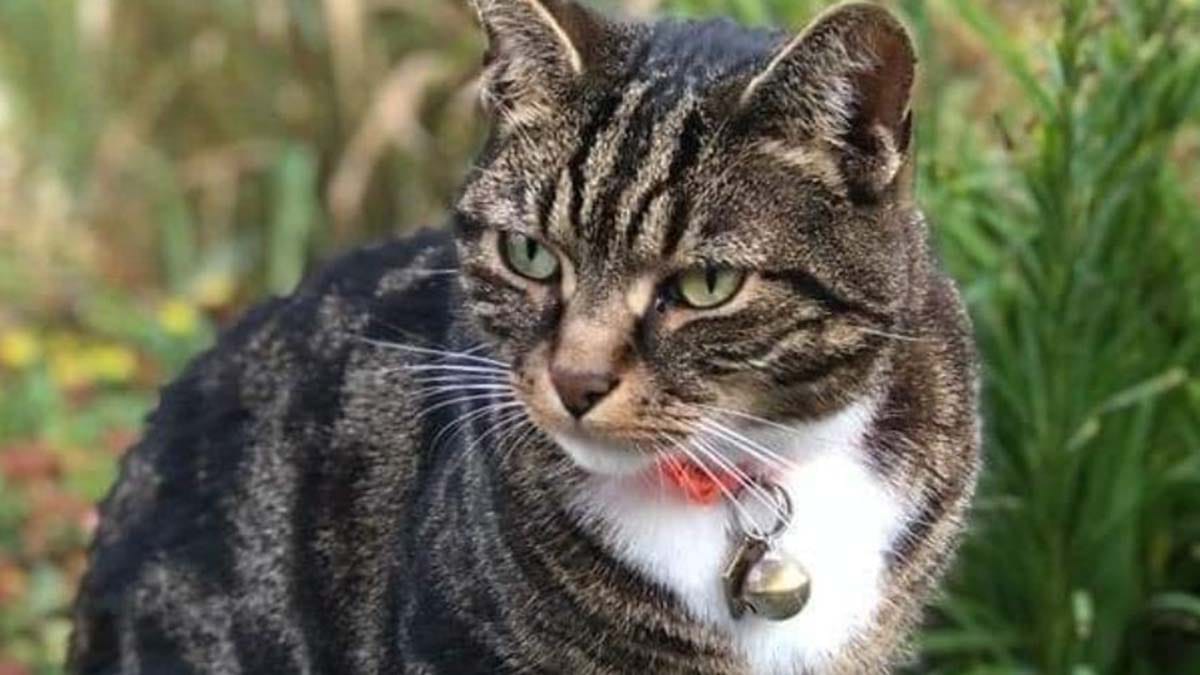 Tyler the cat