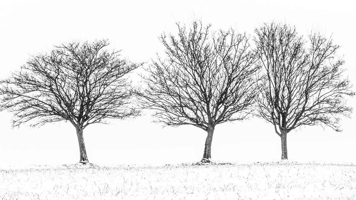 Three Trees in Snow by Sandra Morgan