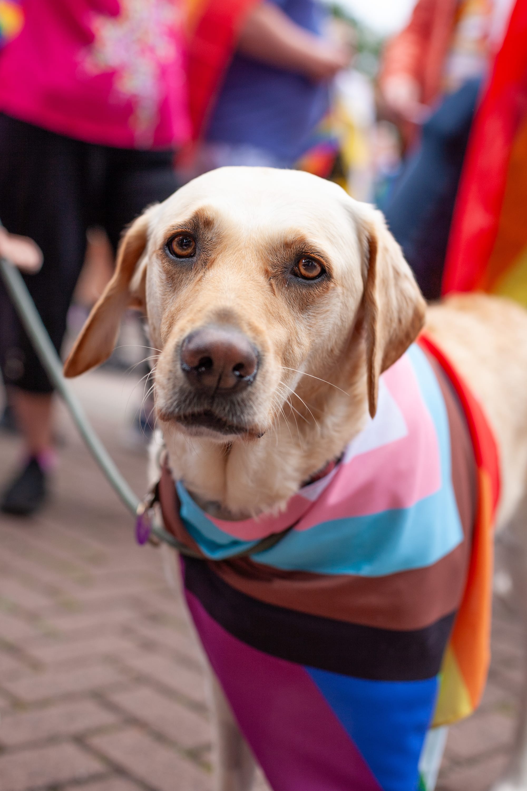Lichfield Pride. Picture: Alex Davidson