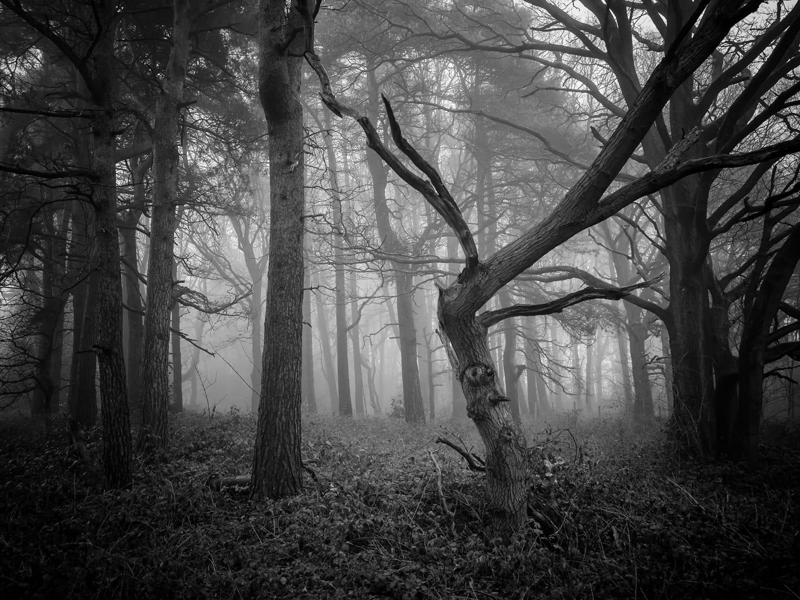 Trees have eyes by George Hughes