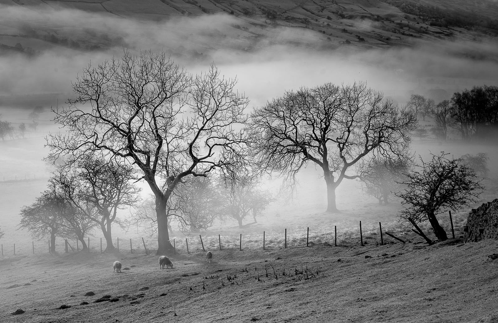 Winter mist by Richard Plant