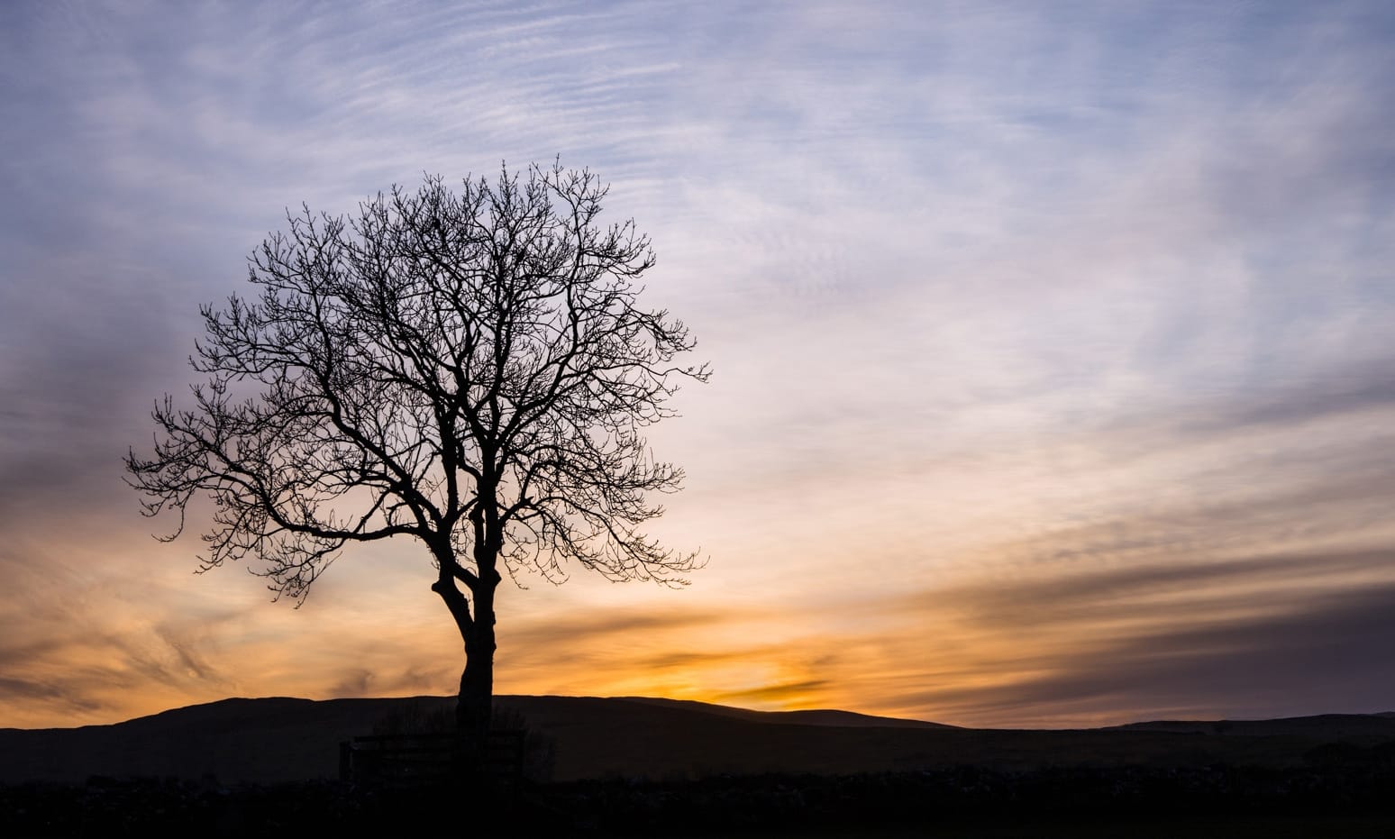 Sunset and Rowan Tree by Sandra Morgan