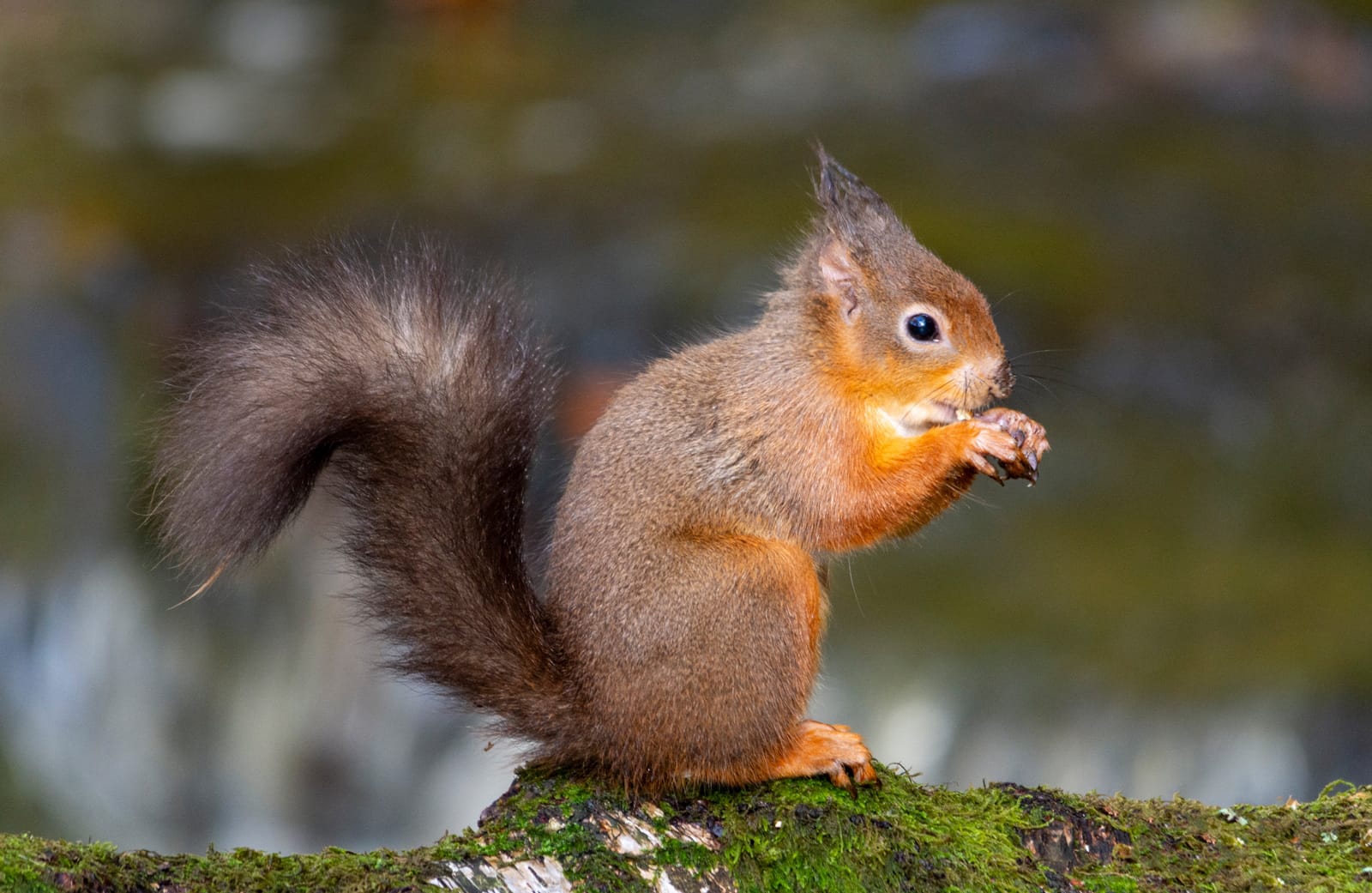 The nut nibbler by Steev Stamford