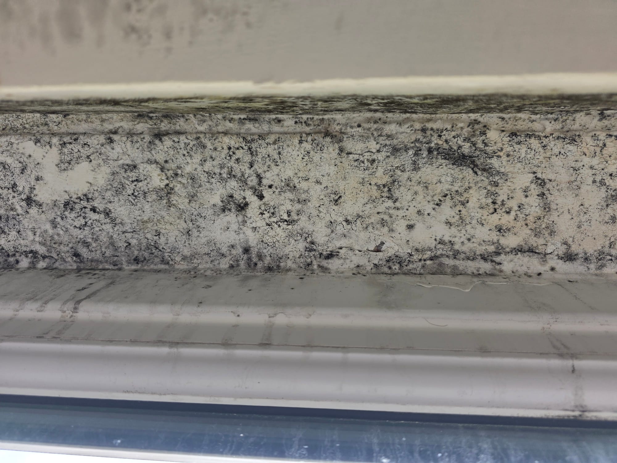 Mould in the property at Green Court