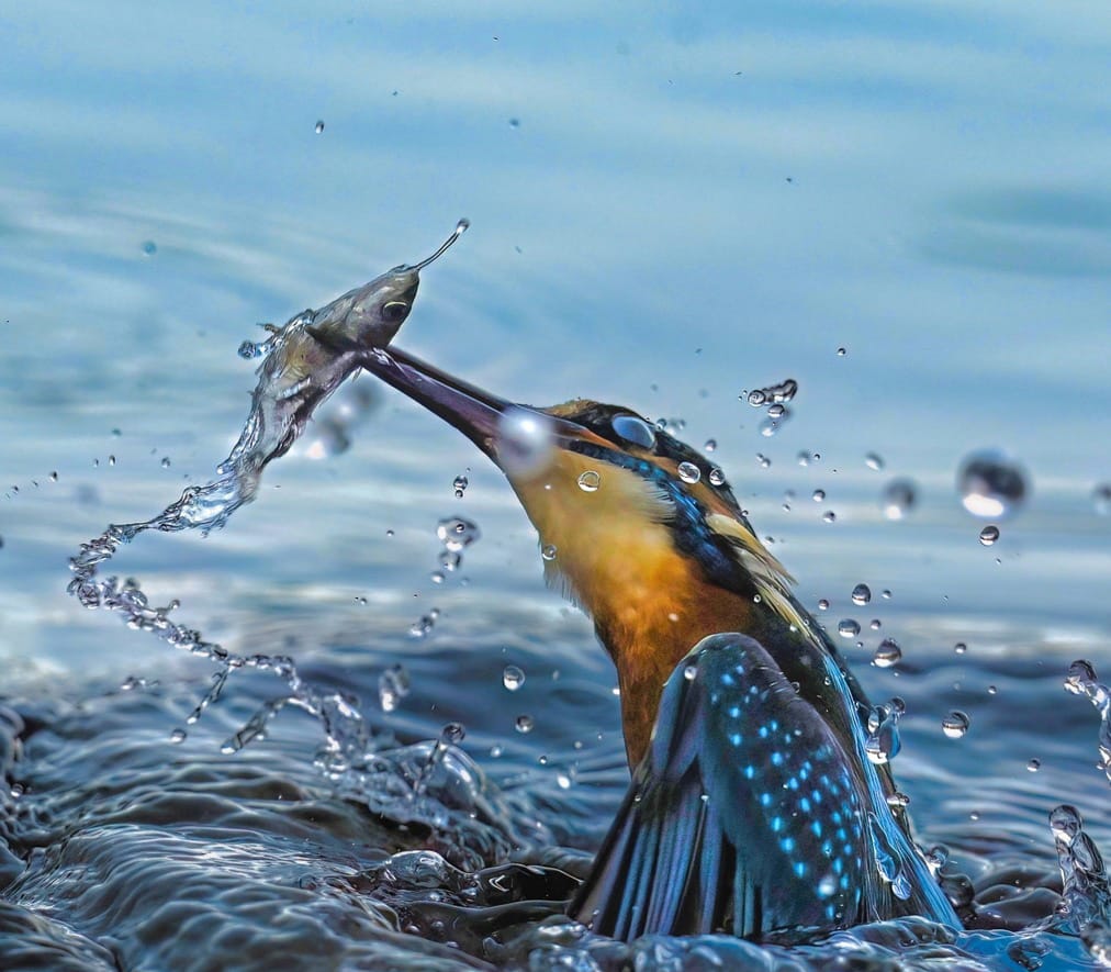 Out of the blue by Alan Price