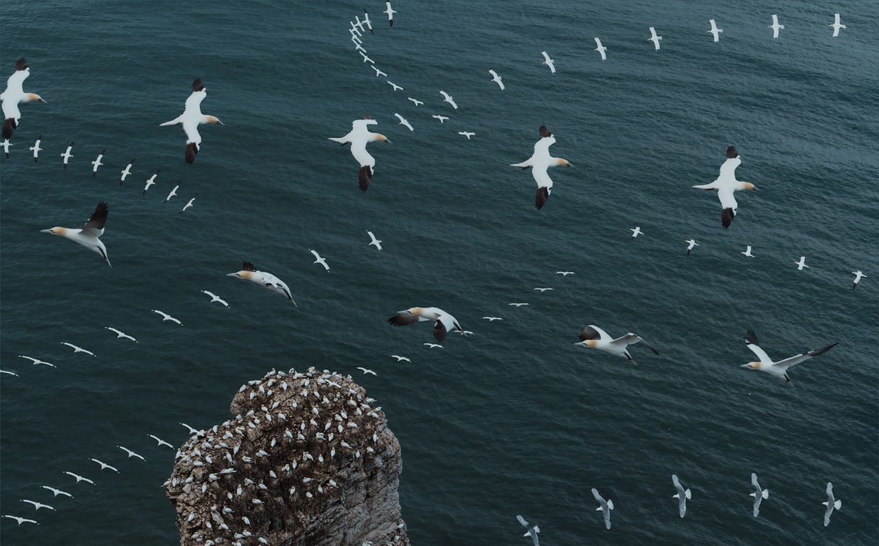 Seabird Flyway by Graham Slight