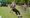 A girl on a zip line at the National Memorial Arboretum