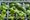 Seedlings