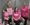 Staff from Stowe Mount care home in Lichfield marking Breast Cancer Awareness Month
