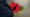Remembrance poppy