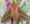 The Elephant Hawk Moth