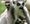A lemur with the new twins
