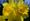 Volunteers asked to help plant daffodils at Lichfield park