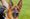 Kash the police dog