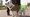 National Memorial Arboretum to host Paws for Remembrance event