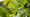 Oak tree leaves