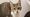 Daisy the cat