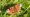 A butterfly