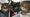 The three cats looking for a new home