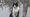 Pefki the cat