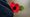 Poppy