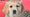 Ginger the guide dog