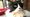 Mylo