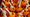 Christingles