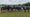 The Lichfield RUFC under 13 squad