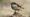 Sparrow