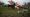 A tree planting session