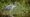 A heron wading in shallow water near a bank
