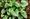 Brunnera plant