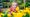 A child at a Dobbies gardening session