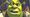 Shrek