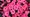 Pink flowers