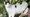 A cat
