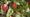 Apples growing