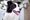 A Border Collie. Picture: IketaniDaisei