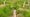 Tree sapling